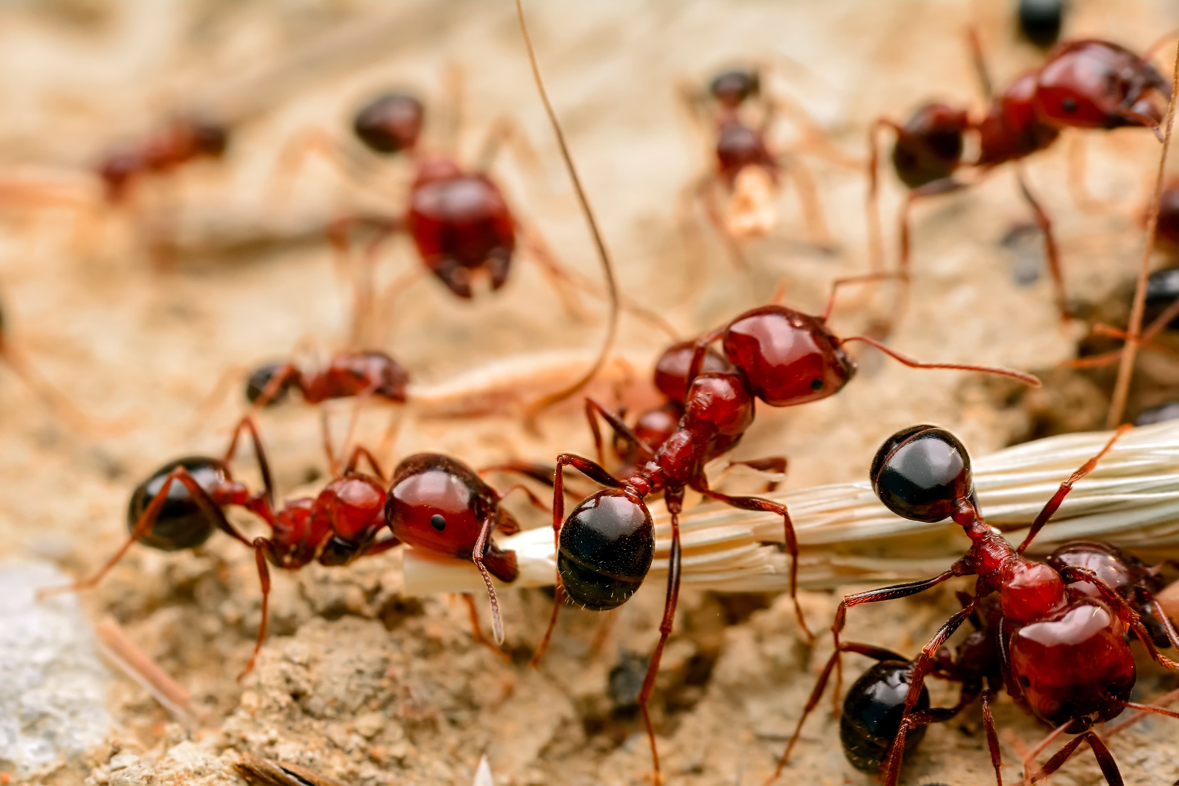 Specialist treatment for a serious pest.