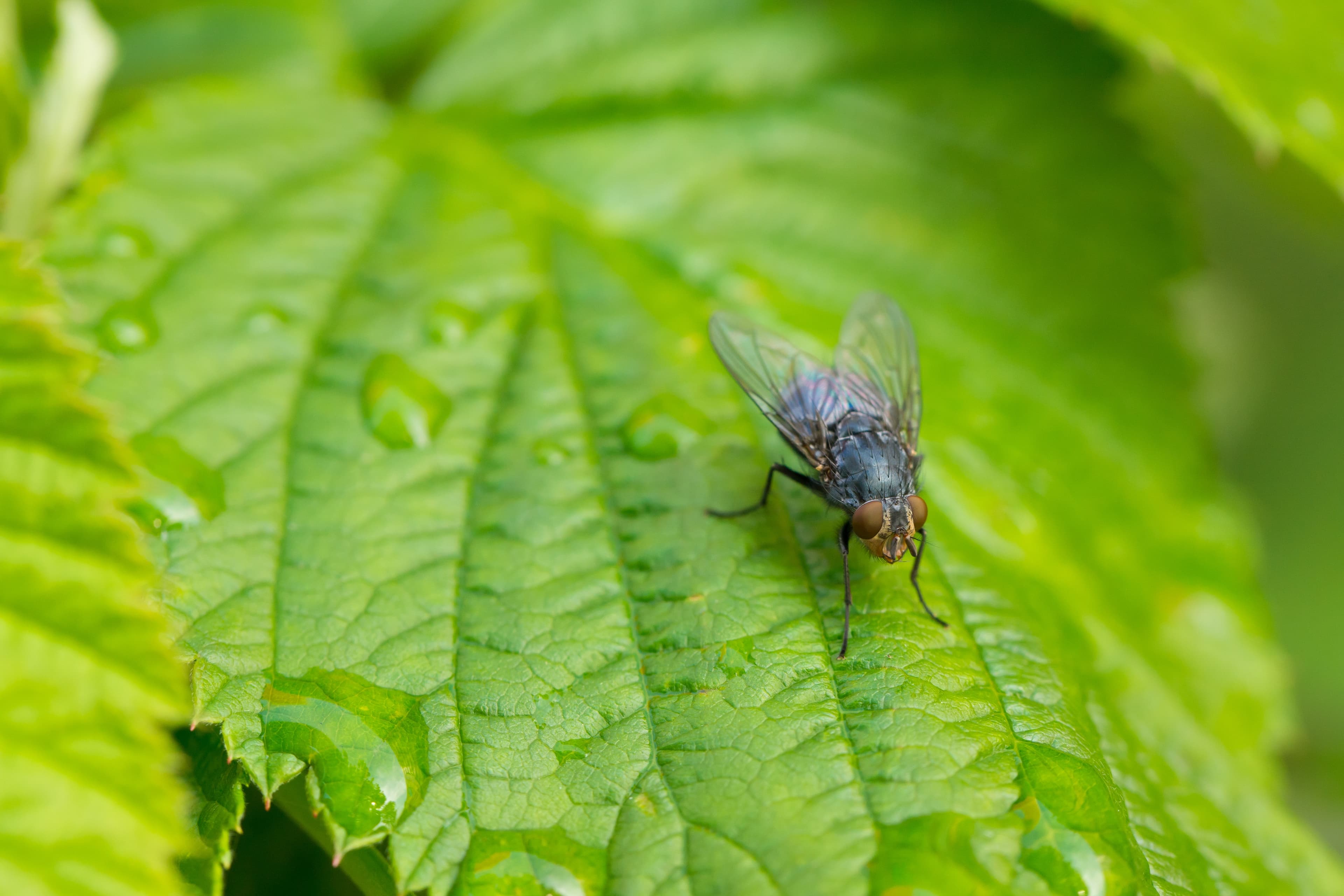 Treat the source, not just the swarm.