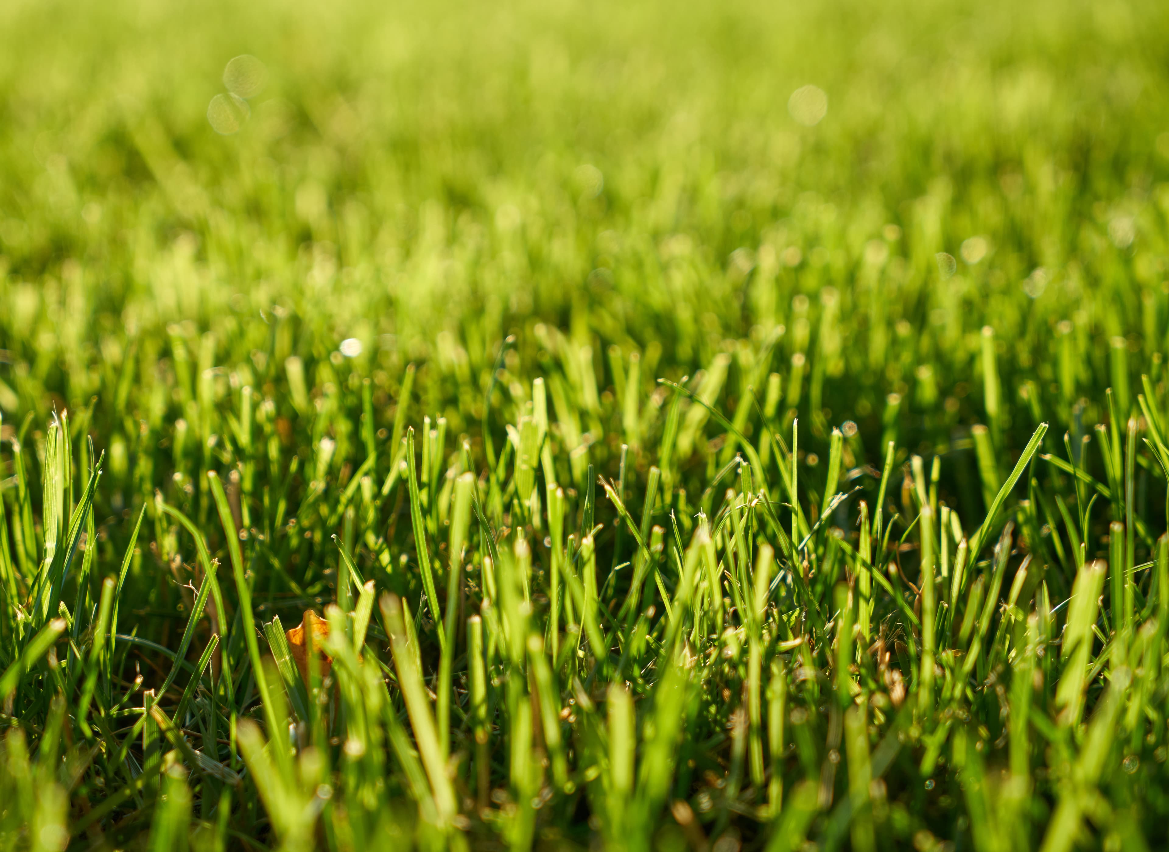 Protect your lawn from the roots up.